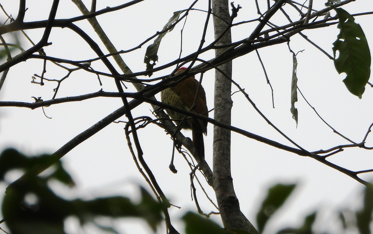 Рубиновоусый дятел - ML646602987