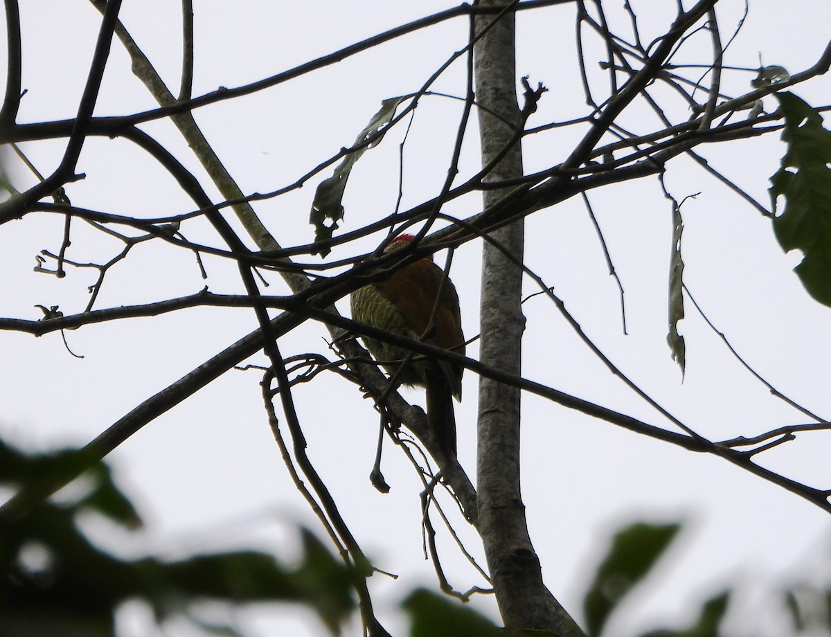 Рубиновоусый дятел - ML646602988