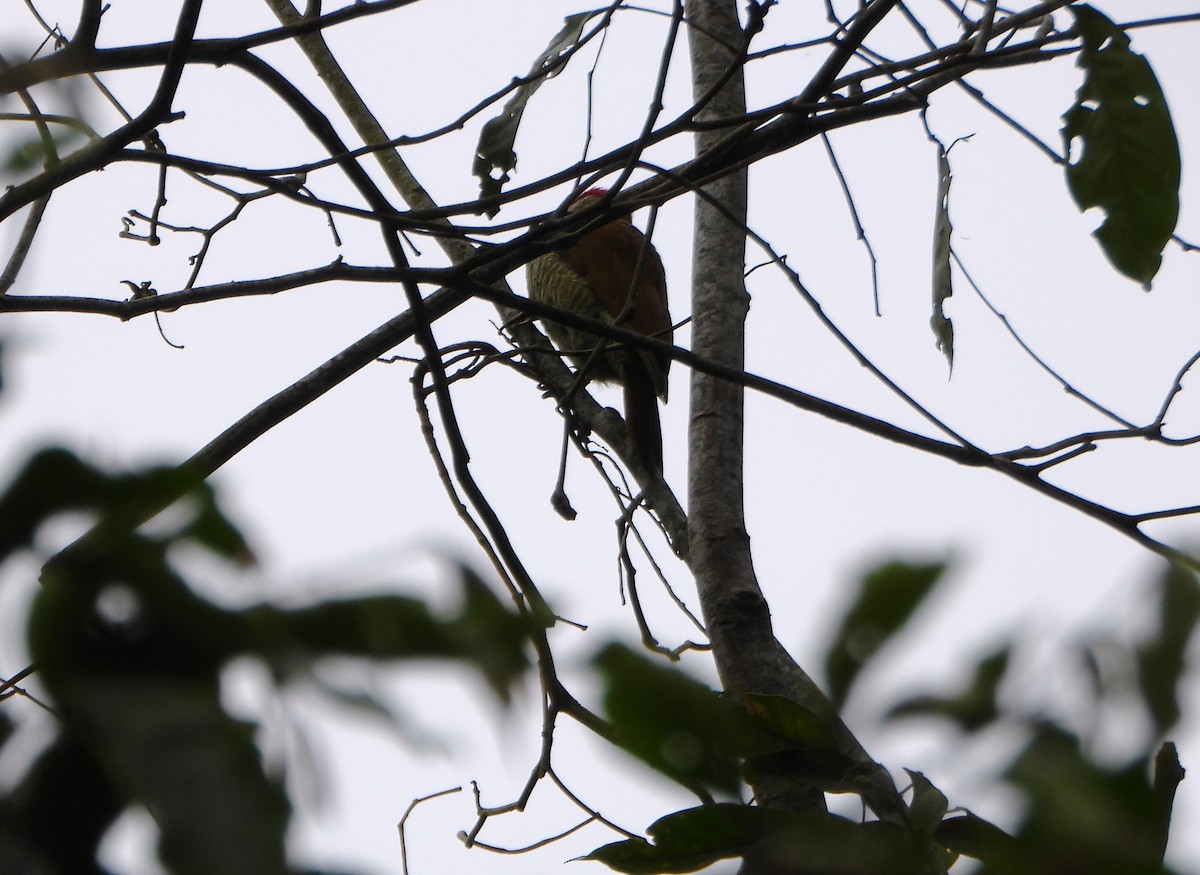 Рубиновоусый дятел - ML646602989