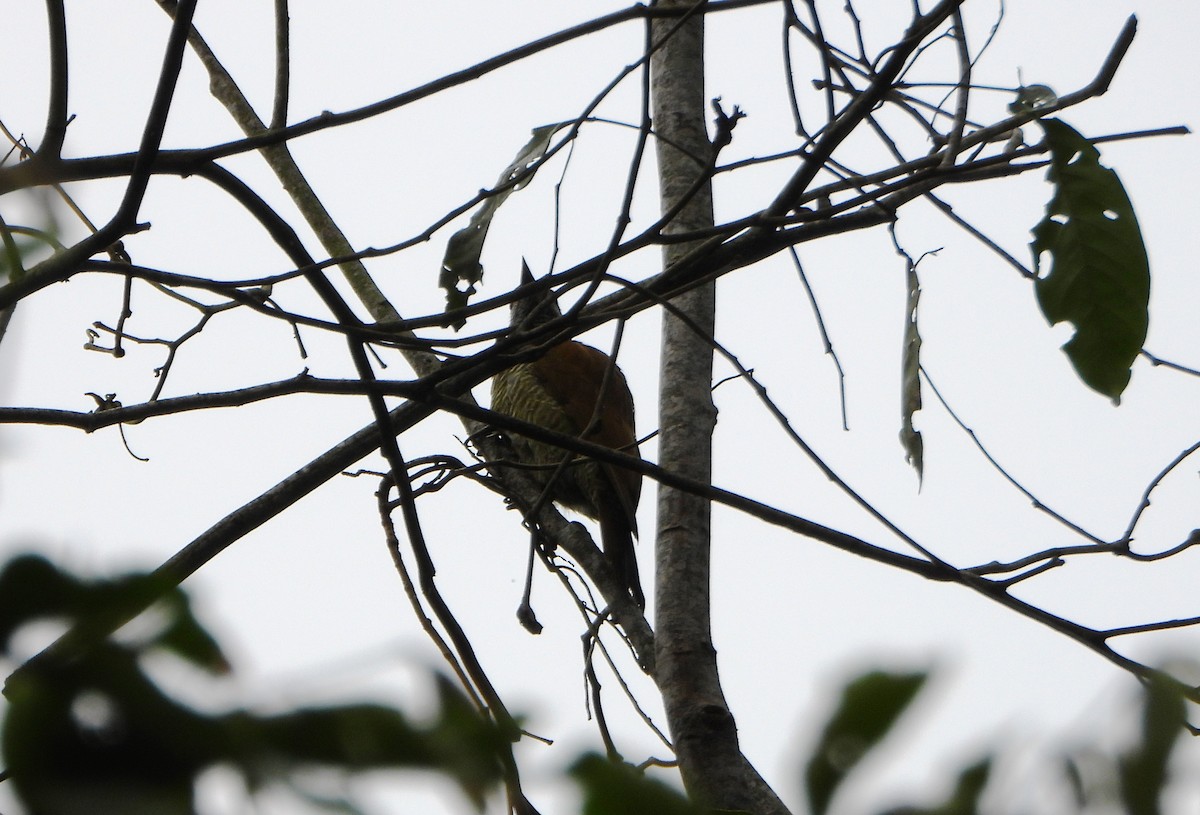 Рубиновоусый дятел - ML646602990