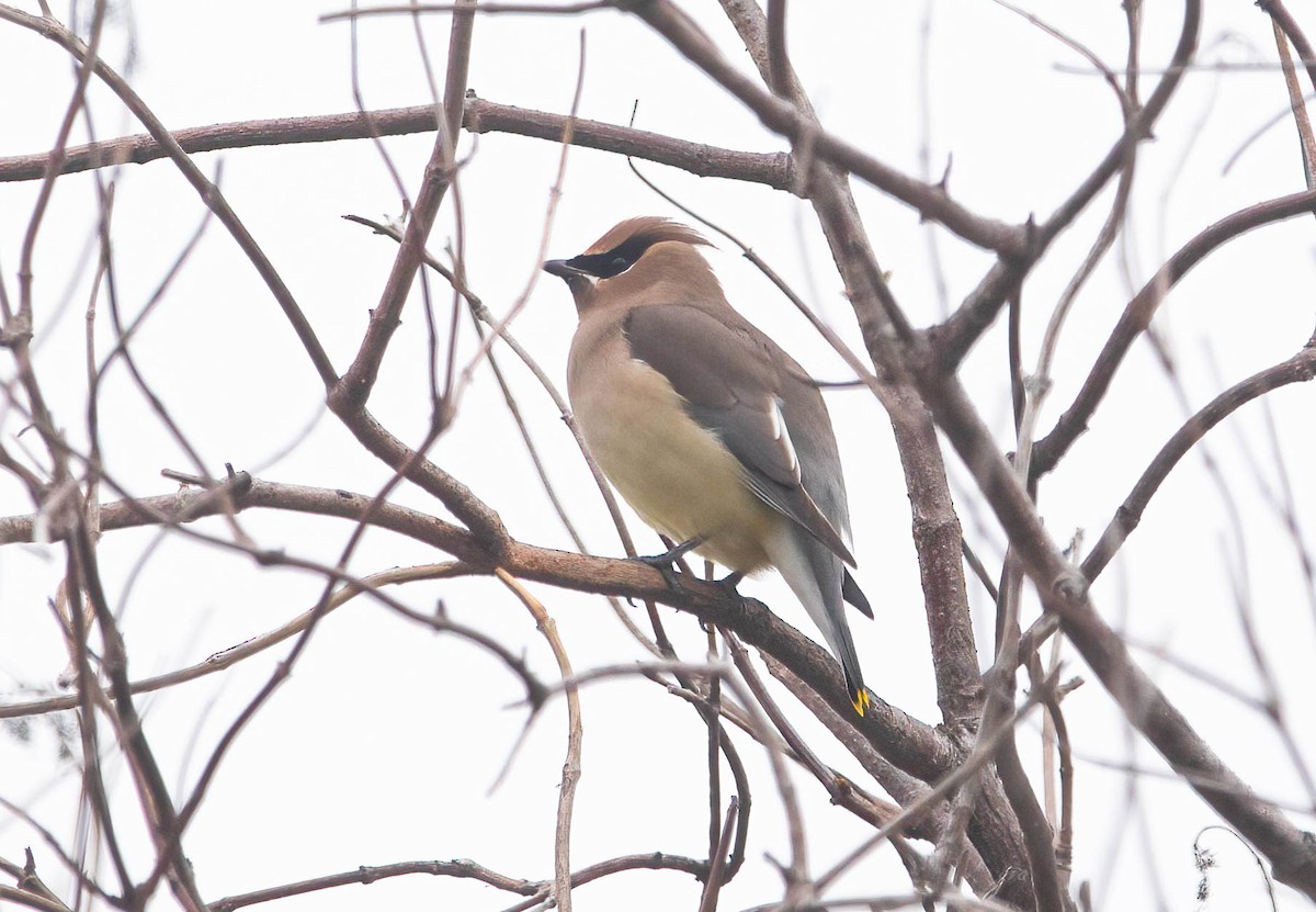 Cedar Waxwing - ML646602991