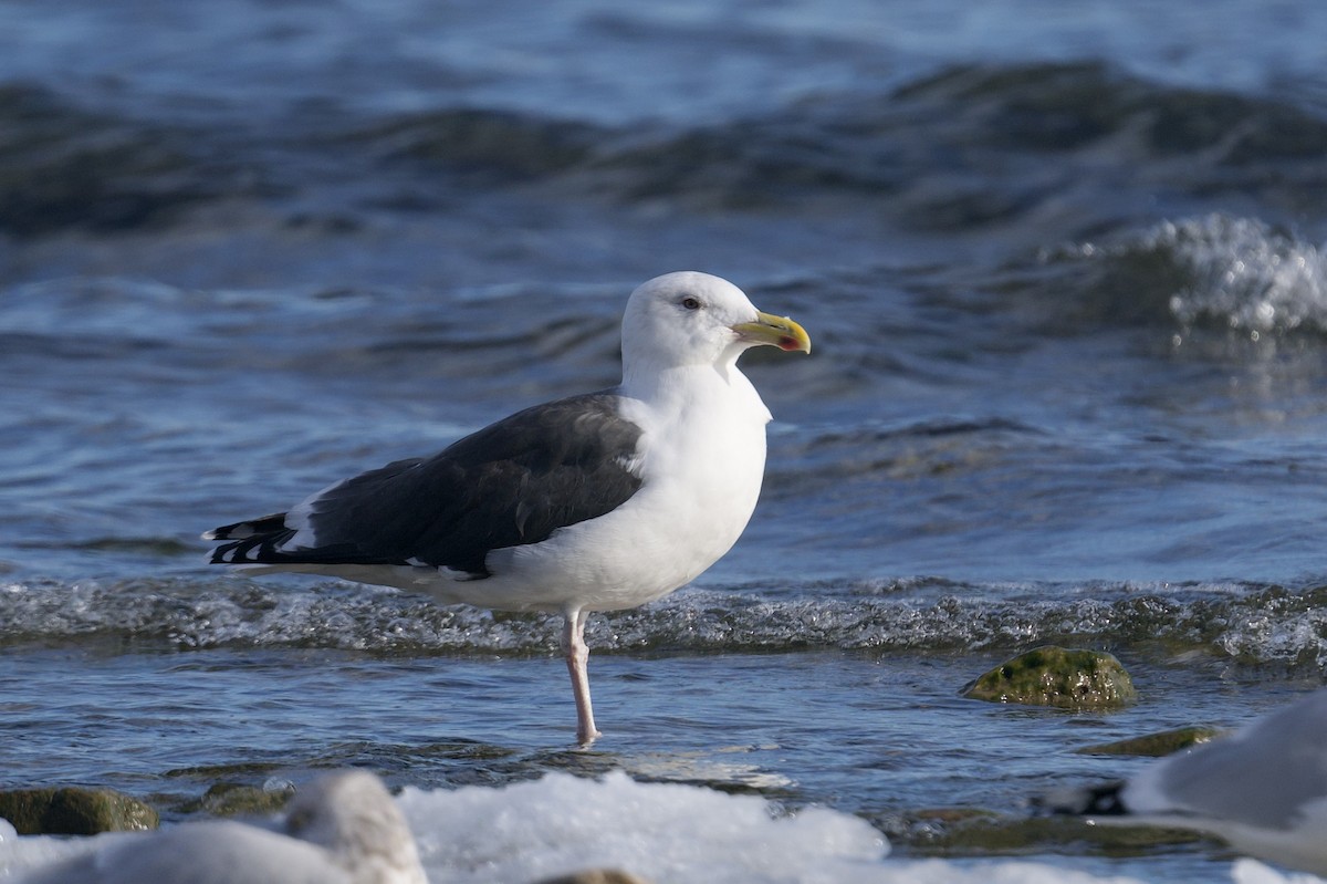 Great Black-backed Gull - ML646602992