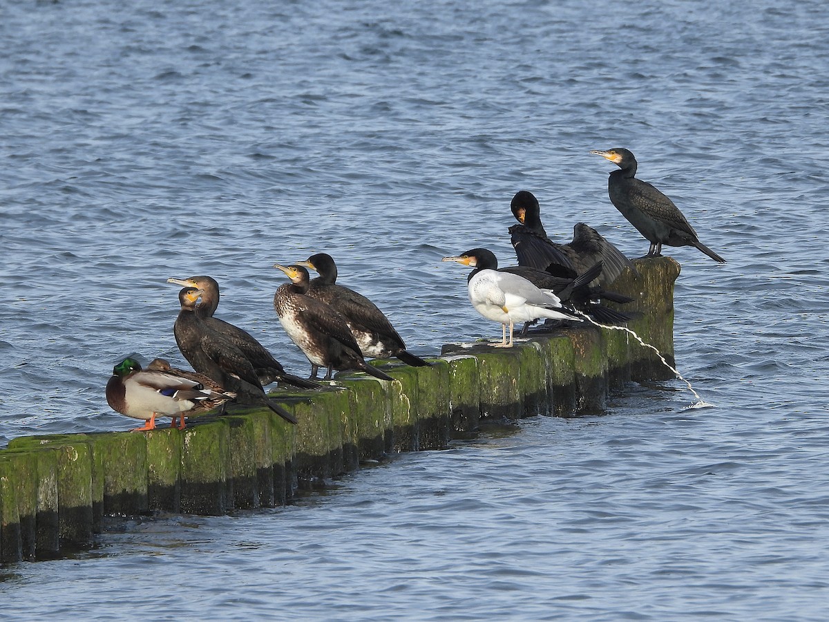 Great Cormorant - ML646602993