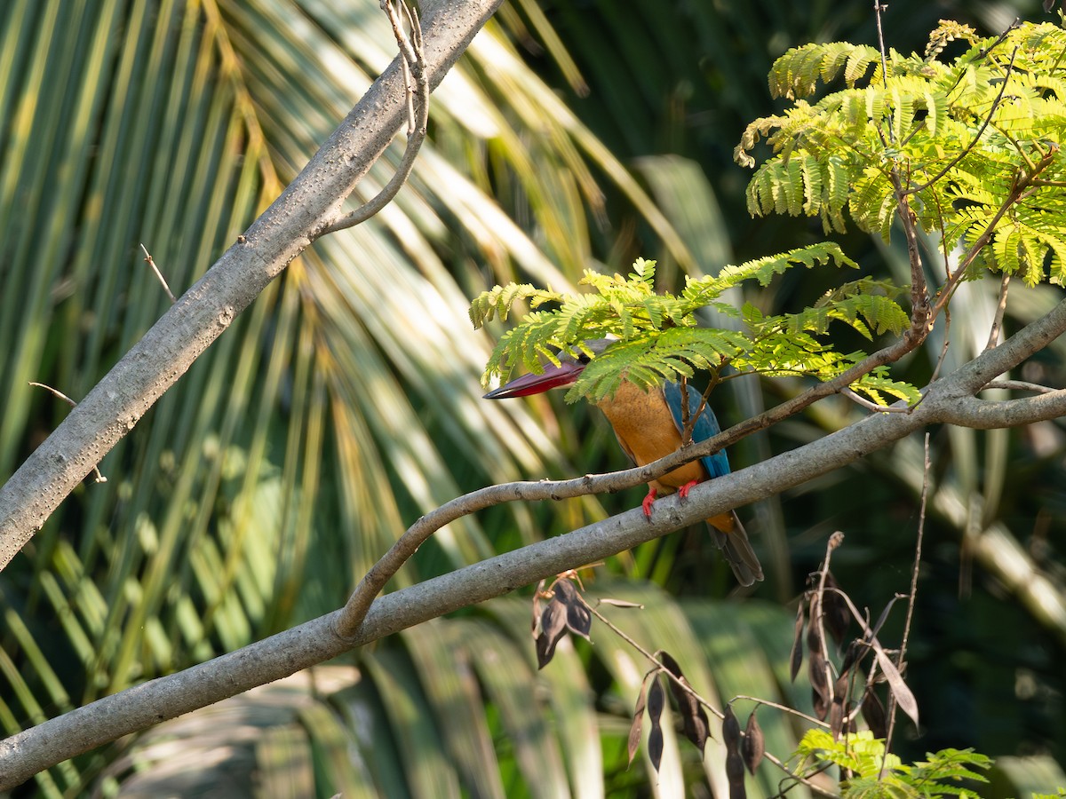 Alción Picocigüeña - ML646602995