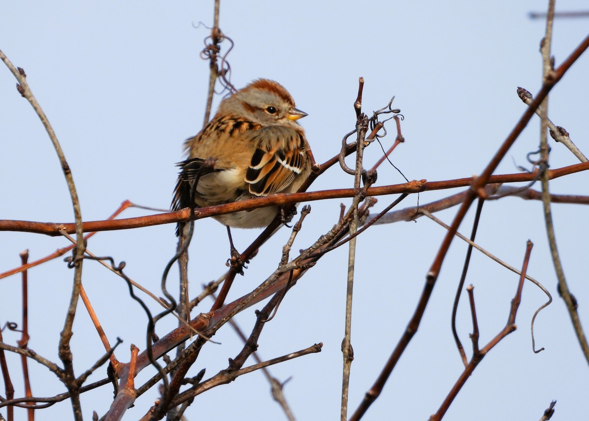 Пасовник північний - ML646602996