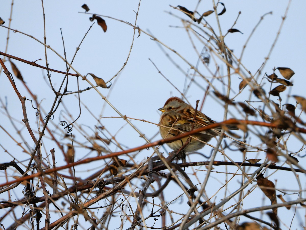 Пасовник північний - ML646602997