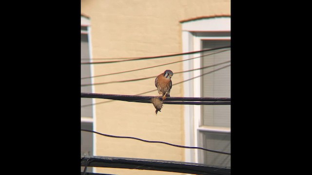 American Kestrel - ML646602998