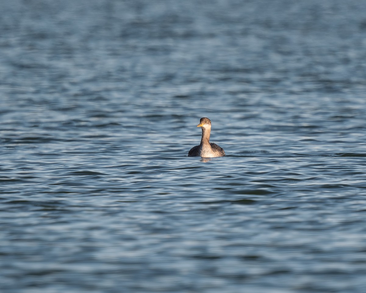 Red-necked Grebe - ML646602999
