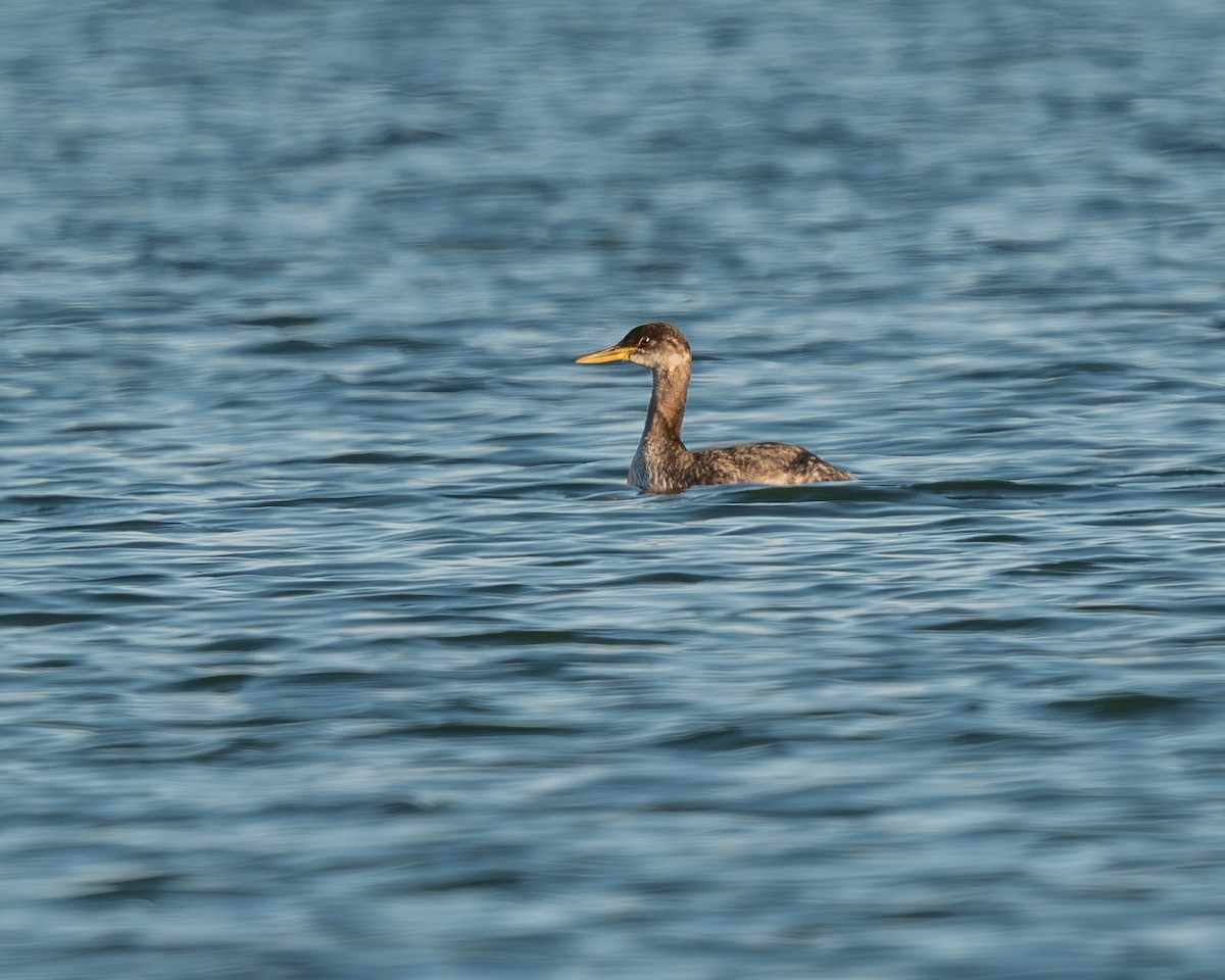Red-necked Grebe - ML646603000