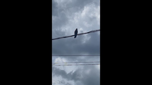 hawk sp. - ML646603001