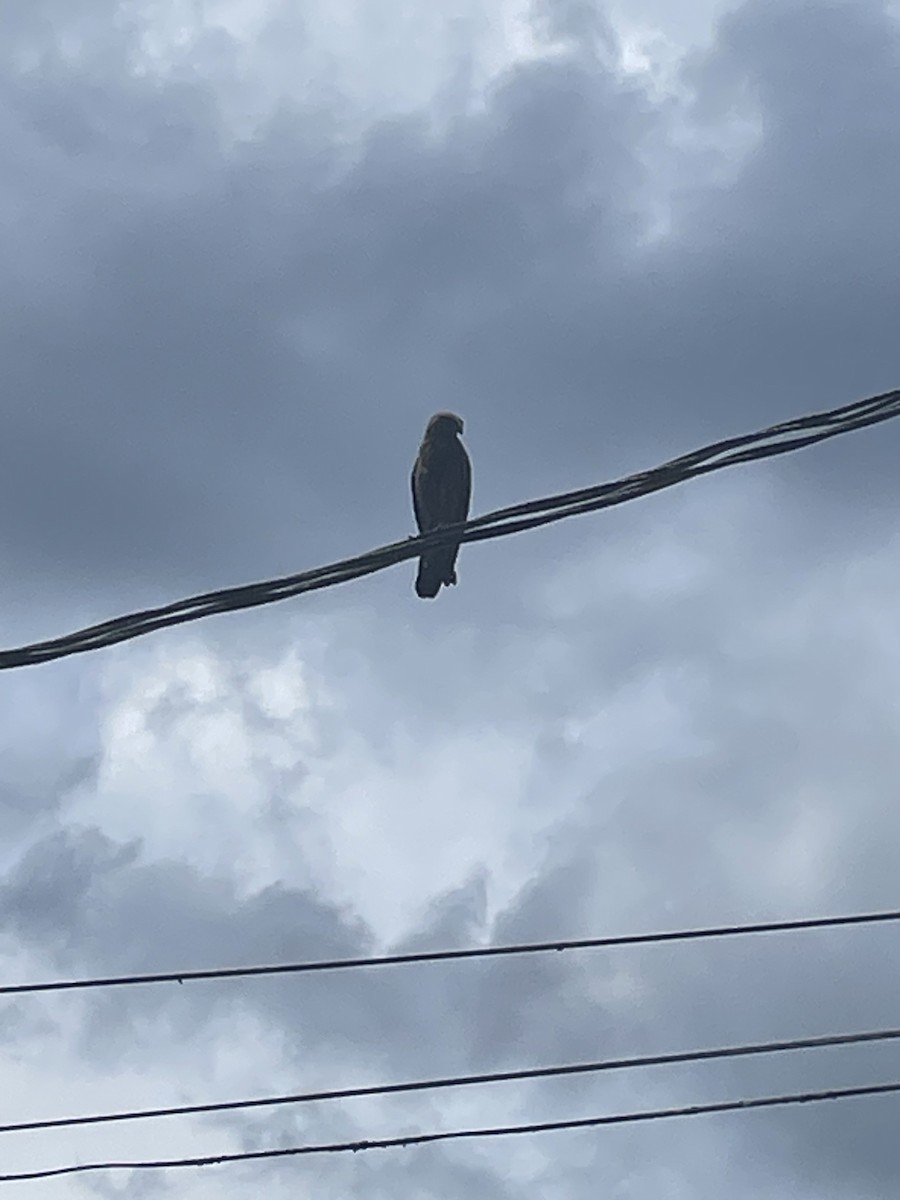 hawk sp. - ML646603002