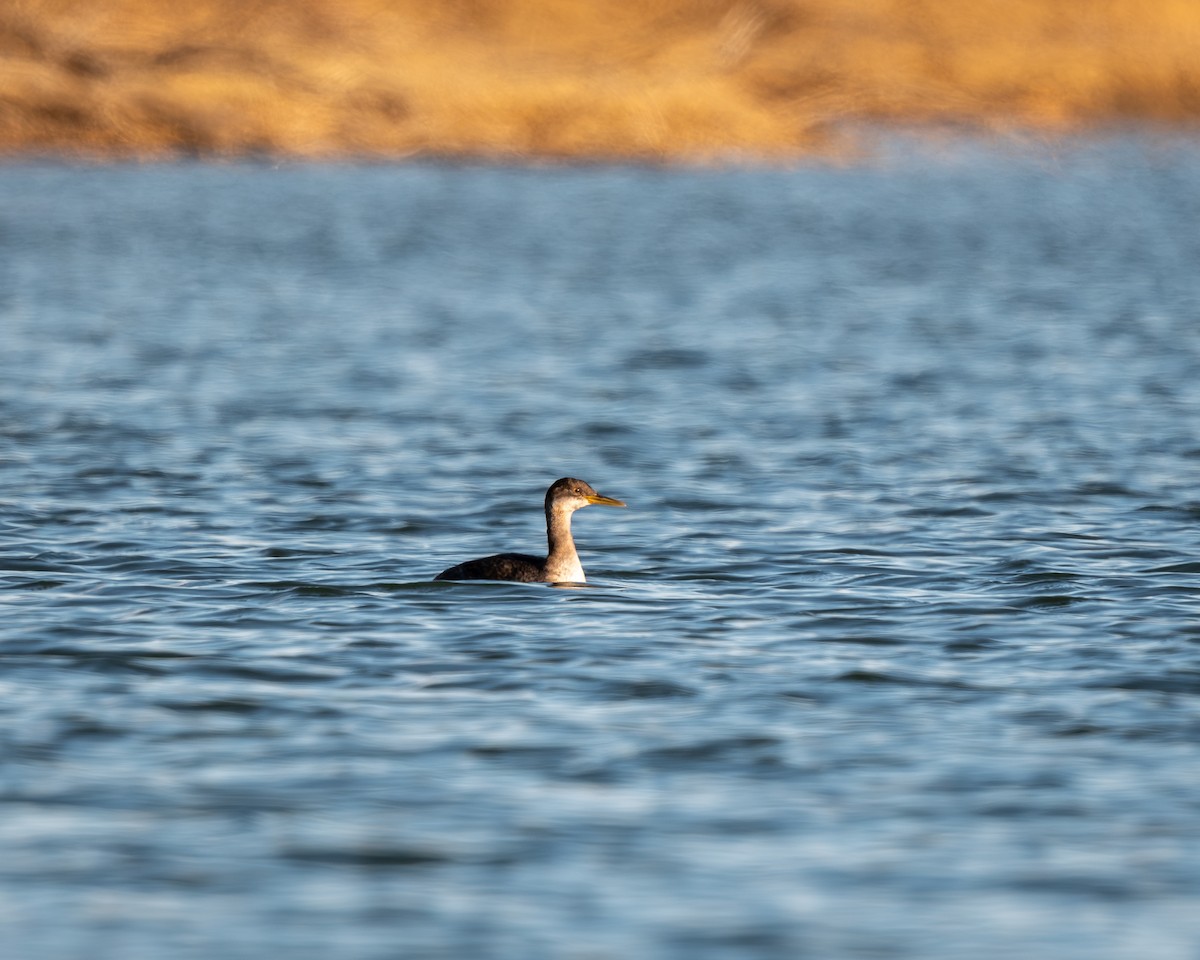 Red-necked Grebe - ML646603003