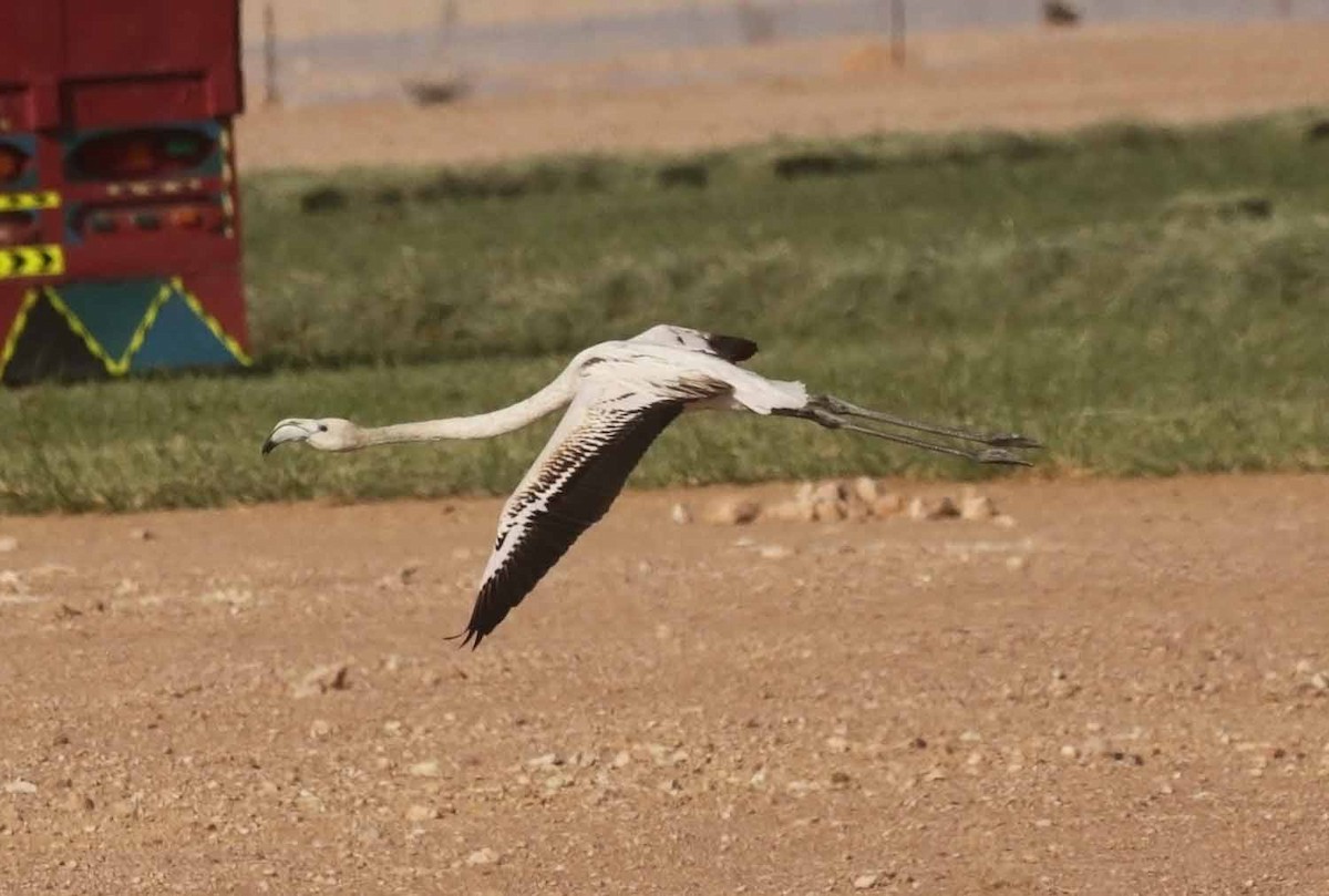 Ягаан нал - ML646603004