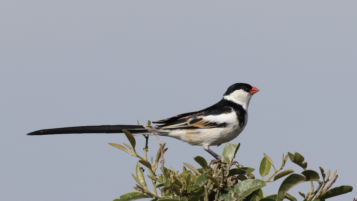 針尾維達雀 - ML646603005