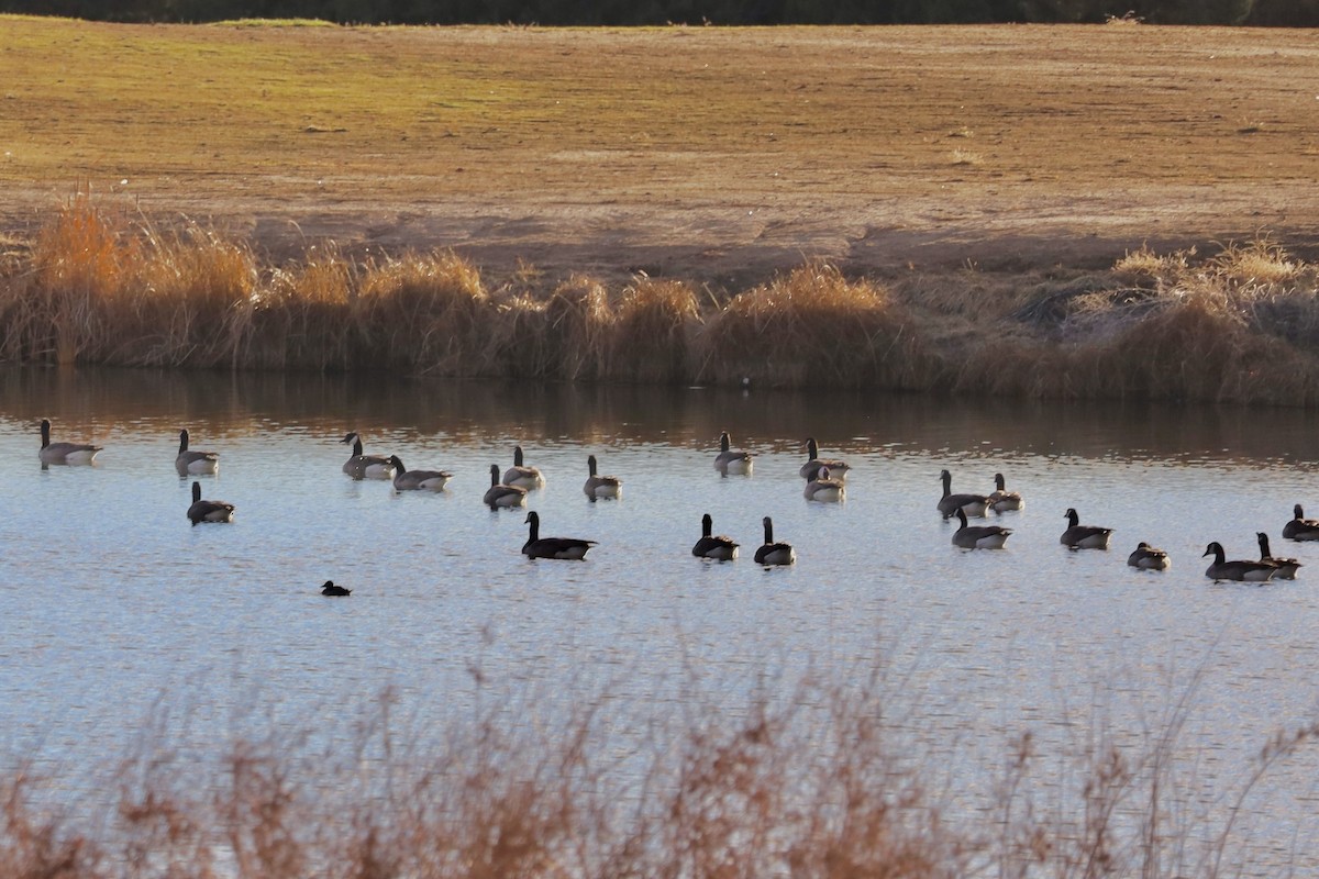 Bernache du Canada - ML646603007