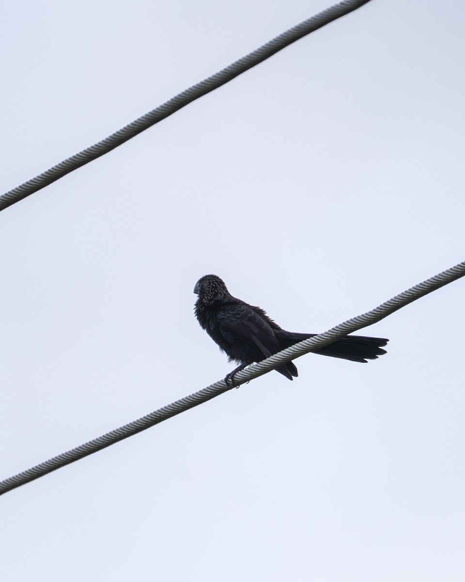 glattnebbani - ML646603008