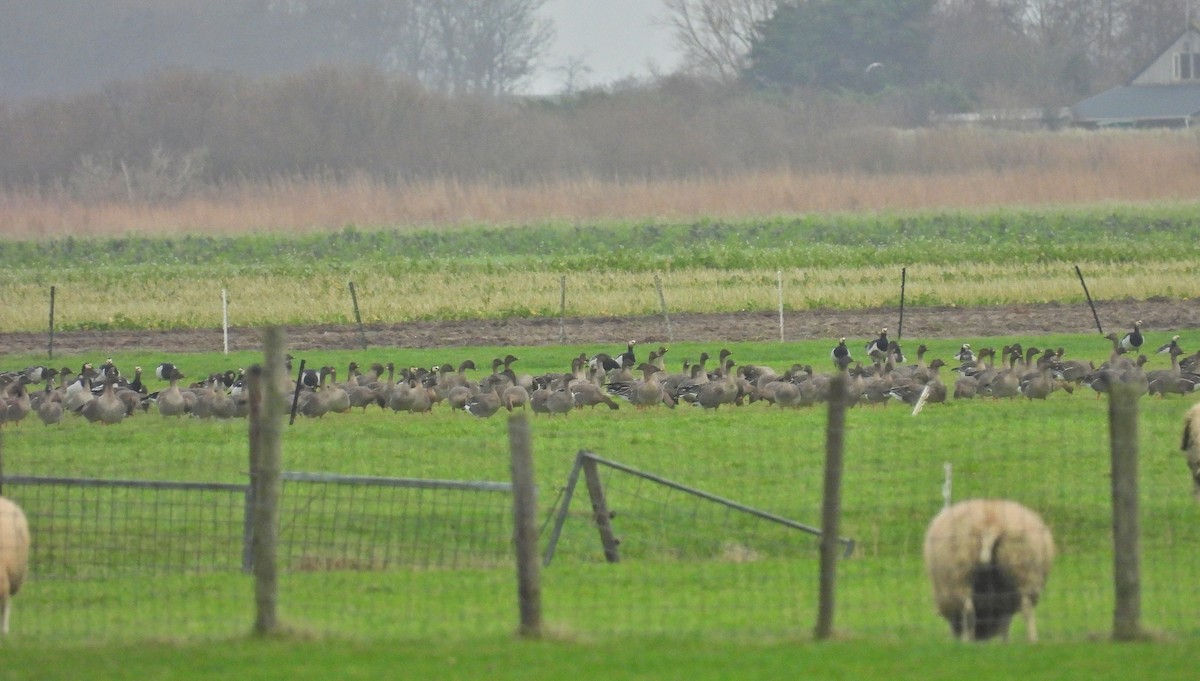 Tundra Bean-Goose - ML646603009