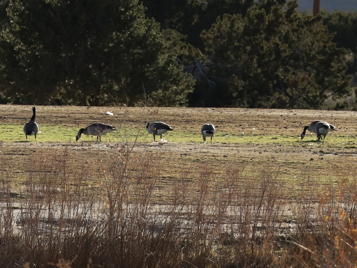 Bernache du Canada - ML646603013