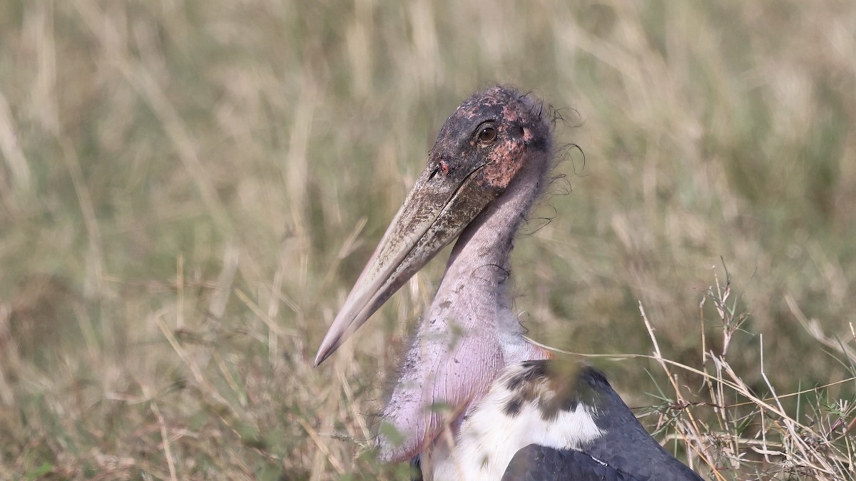 Marabou Stork - ML646603014