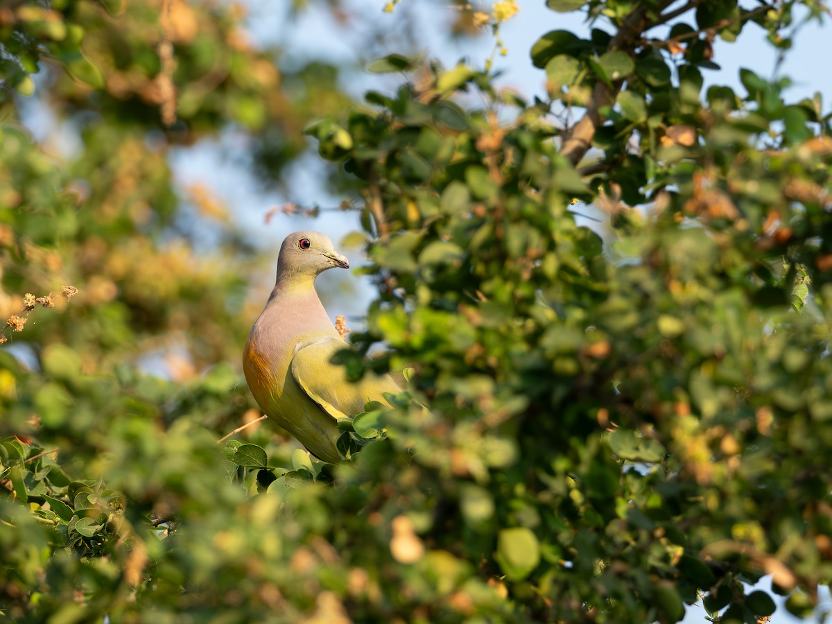 Vinago Cuellirrosa - ML646603015