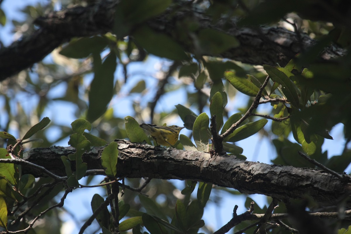 Paruline des prés - ML646603016