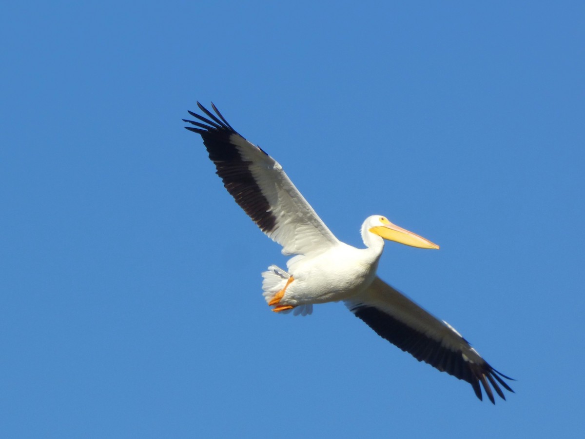 Pélican d'Amérique - ML646603017