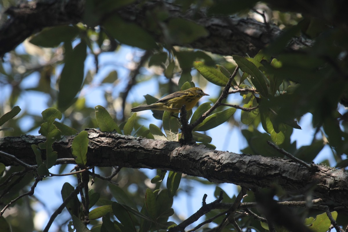 Paruline des prés - ML646603018