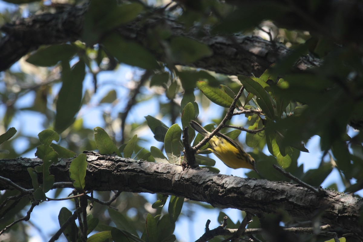 Paruline des prés - ML646603019