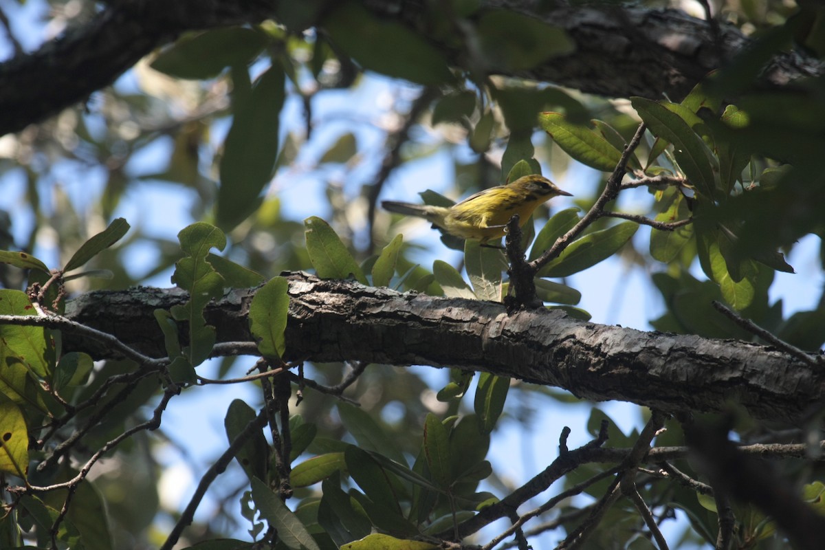 Paruline des prés - ML646603020