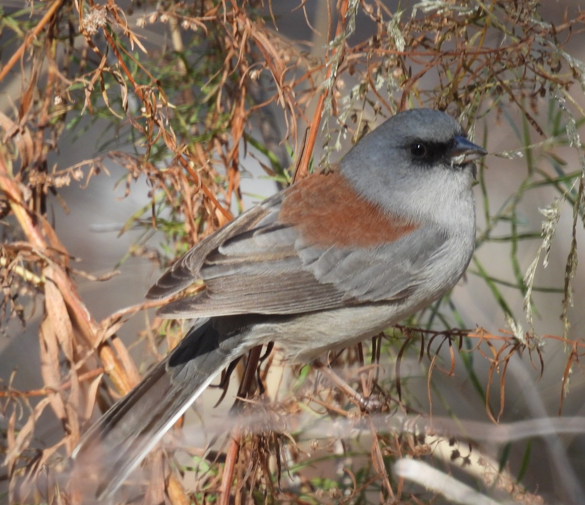 Юнко сірий (підвид dorsalis) - ML646603021