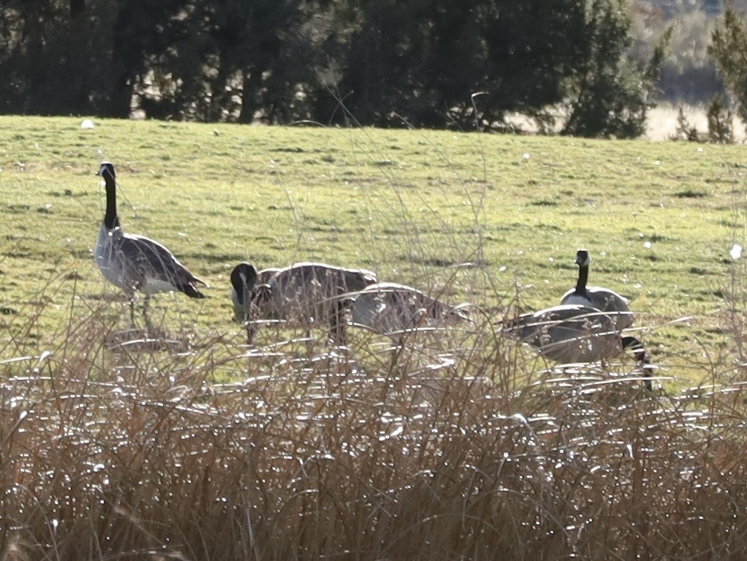 Bernache du Canada - ML646603022
