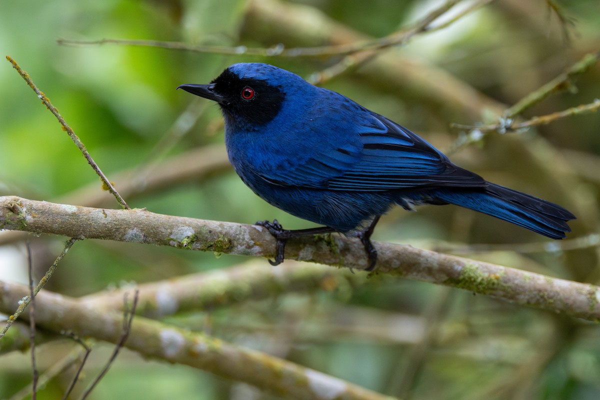 カオグロハナサシミツドリ - ML646603023