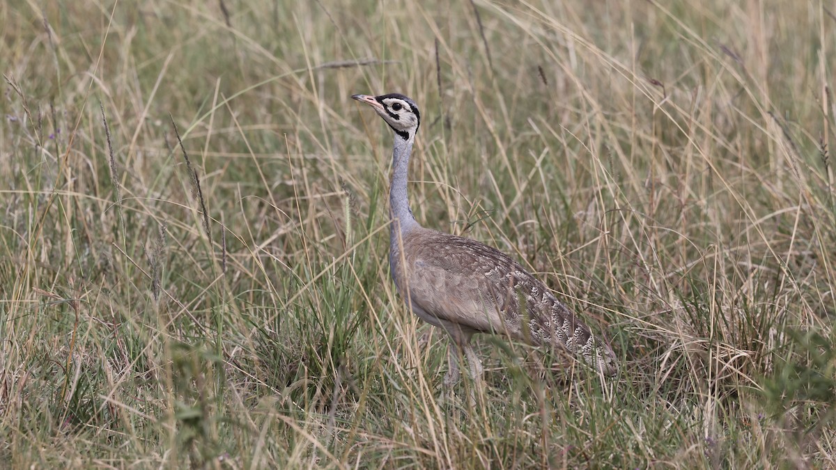 White-bellied Bustard - ML646603024