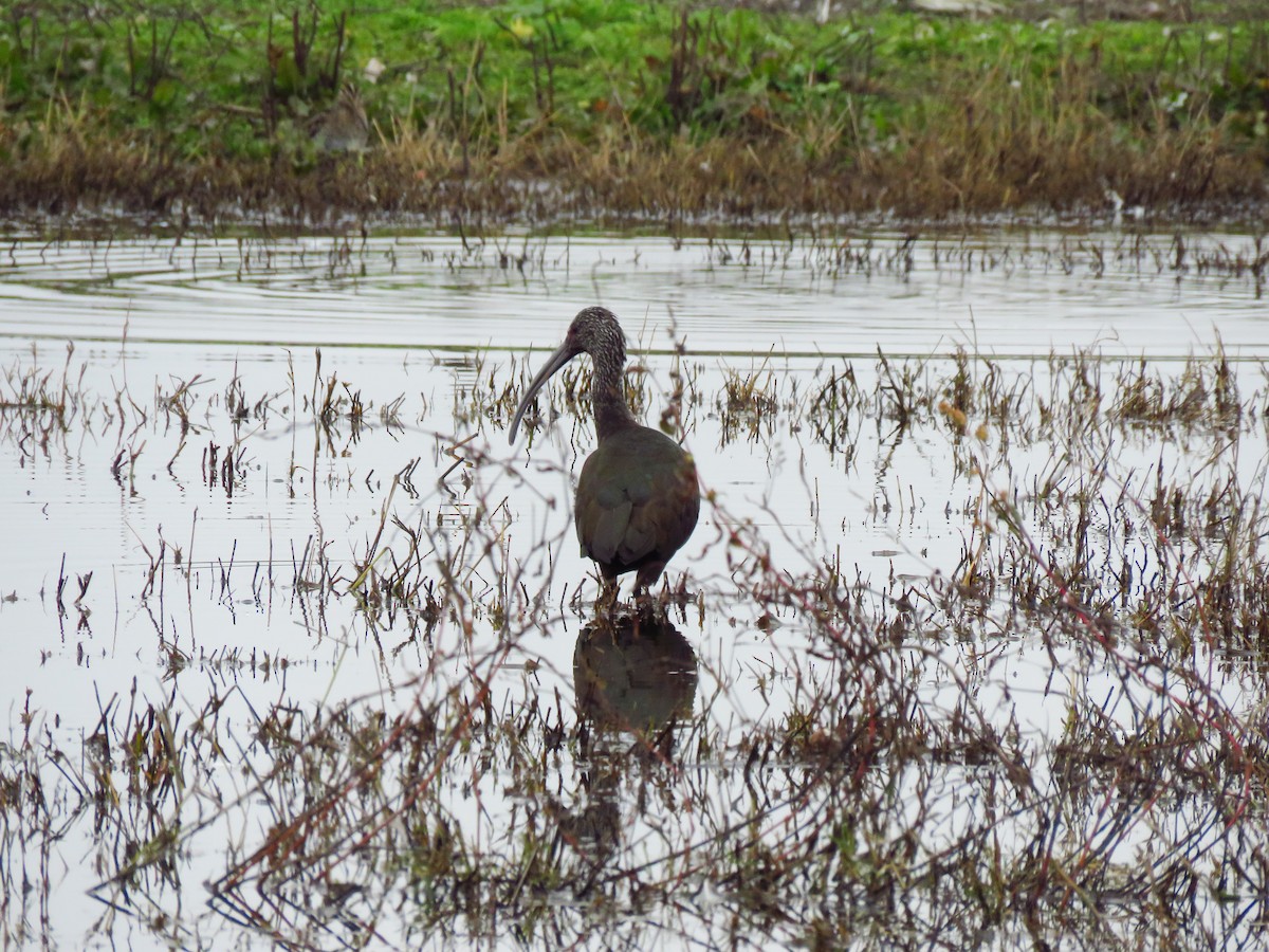 Beltzaran musuzuria - ML646603026