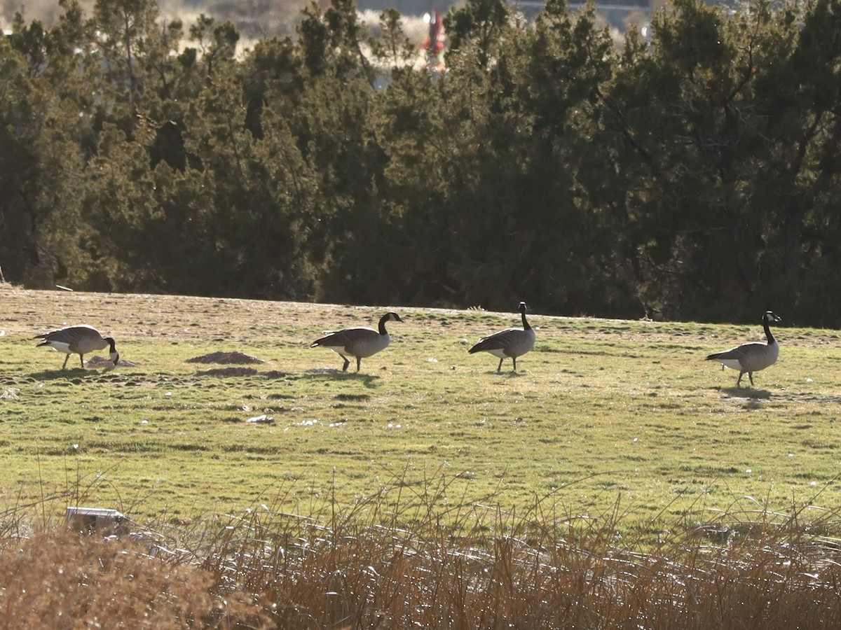 Bernache du Canada - ML646603027