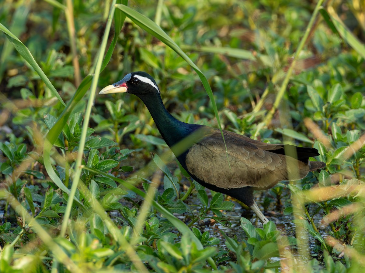 Jacana Bronceada - ML646603028