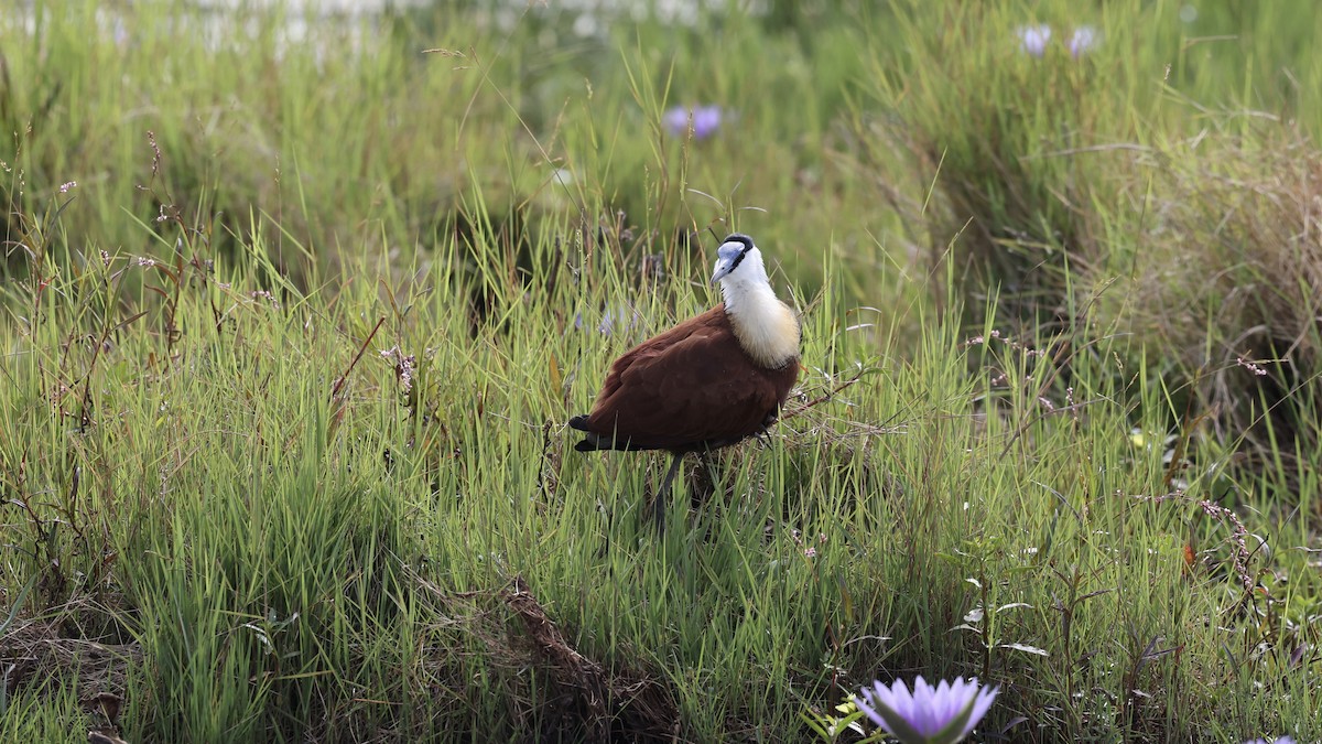 African Jacana - ML646603030
