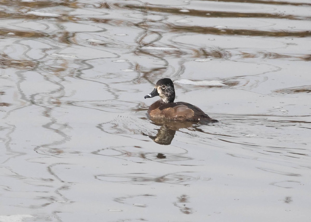 Moretta dal collare - ML646603031