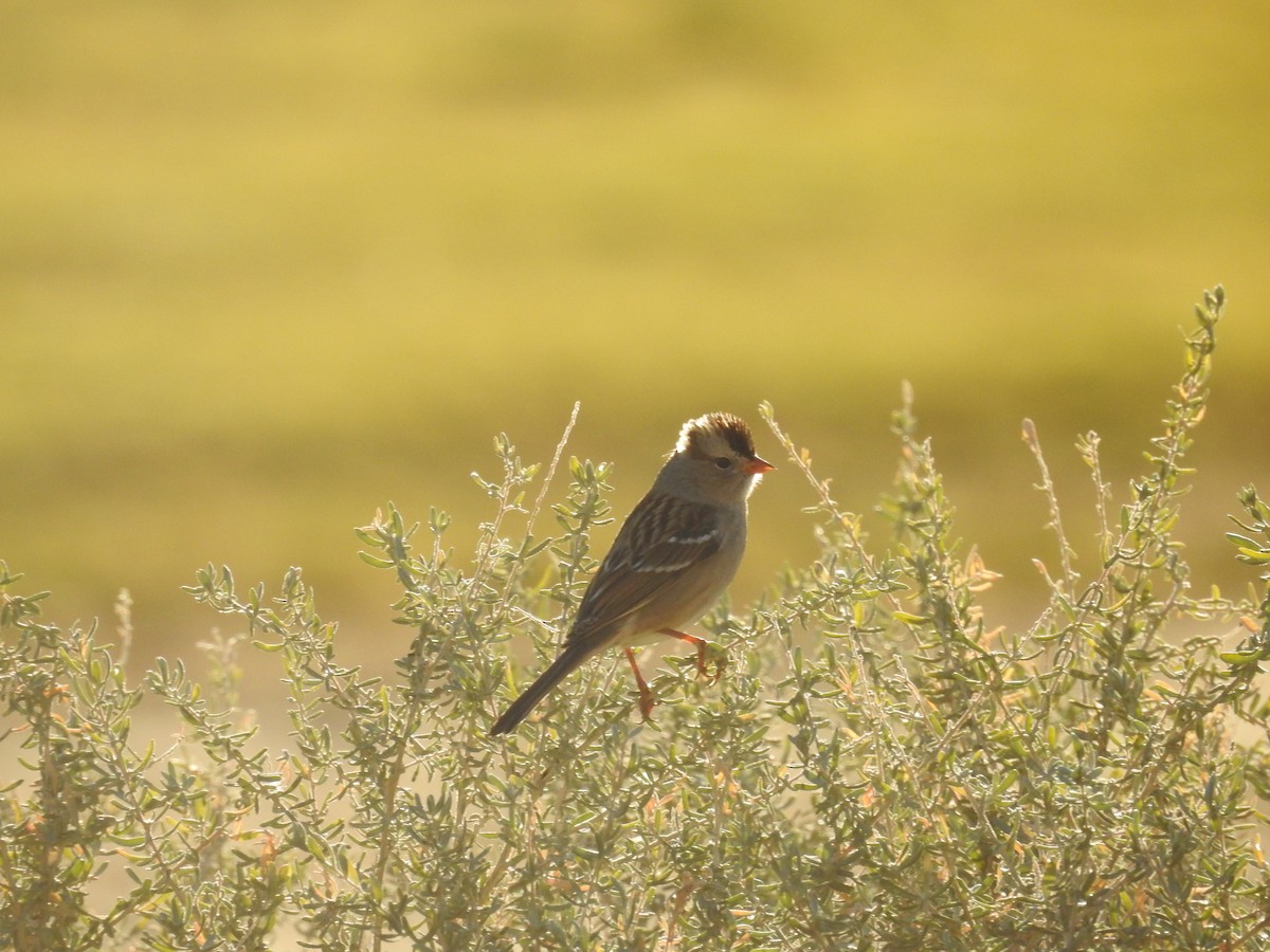 Bruant à couronne blanche - ML646603033