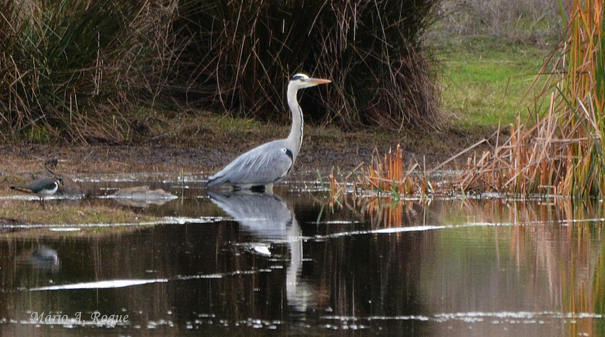 volavka popelavá - ML646603034