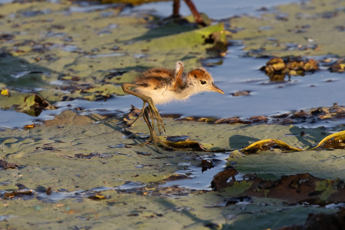 トサカレンカク - ML646603036