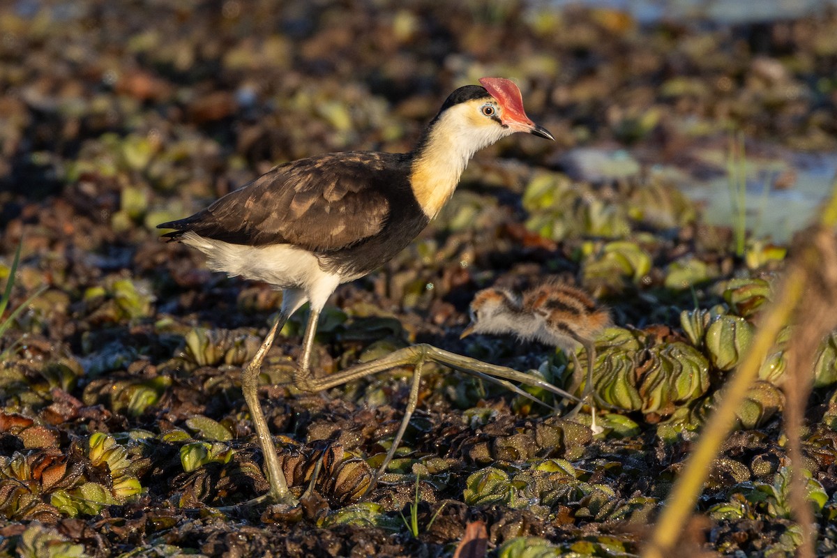 トサカレンカク - ML646603040