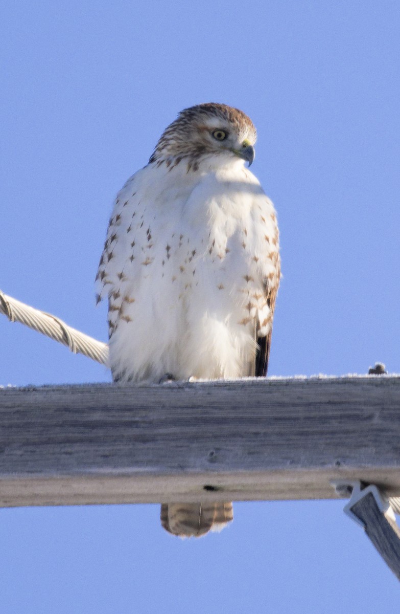 Краснохвостый канюк (borealis) - ML646603048