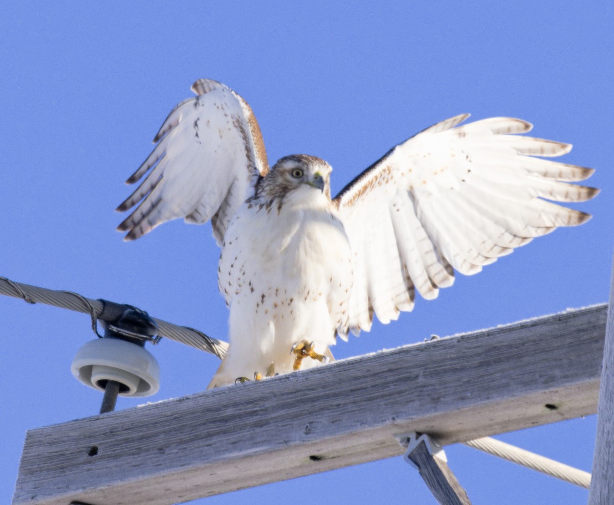 Краснохвостый канюк (borealis) - ML646603049