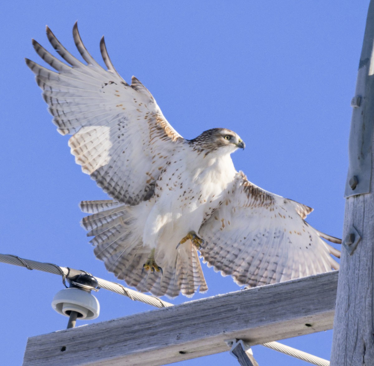 Краснохвостый канюк (borealis) - ML646603050