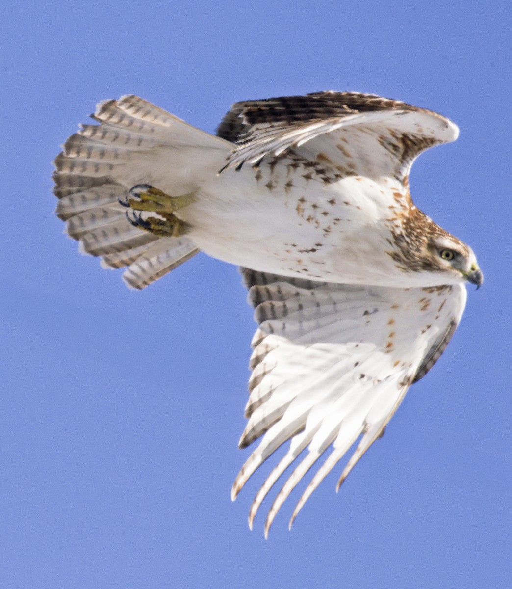 Краснохвостый канюк (borealis) - ML646603051