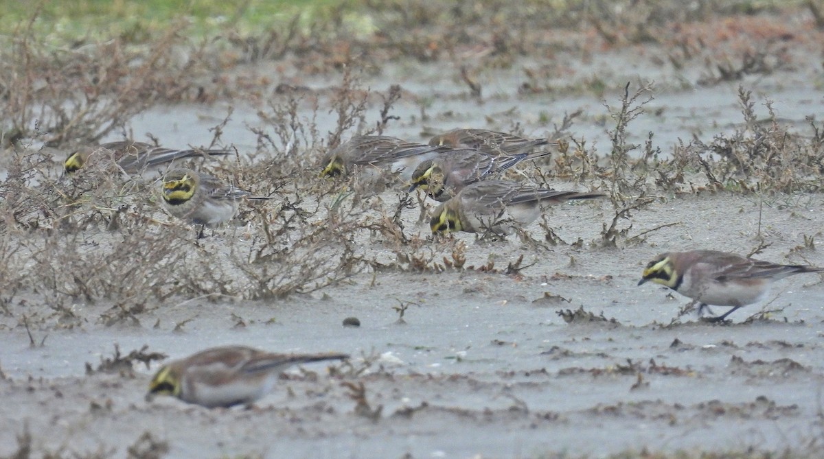 Horned Lark - ML646603052
