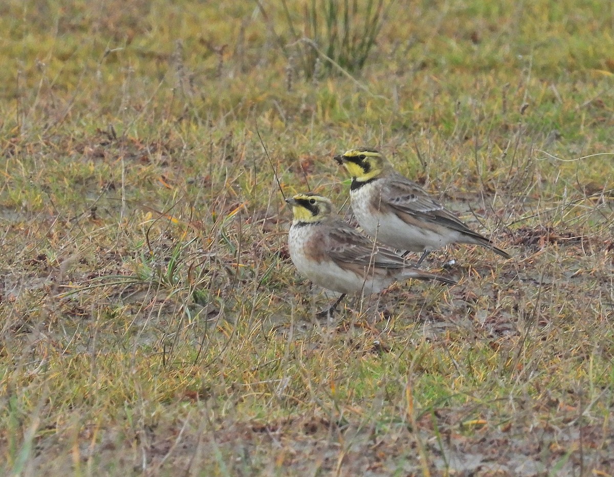 Horned Lark - ML646603053