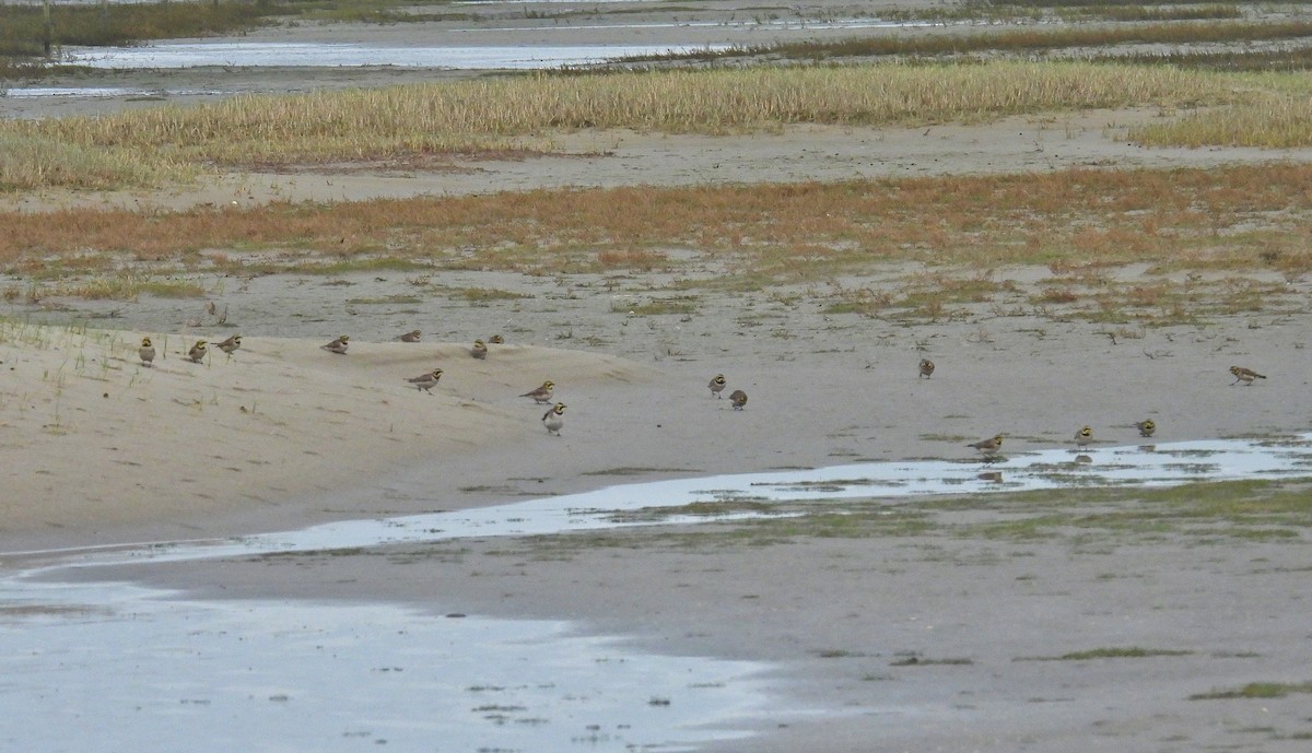 Horned Lark - ML646603054