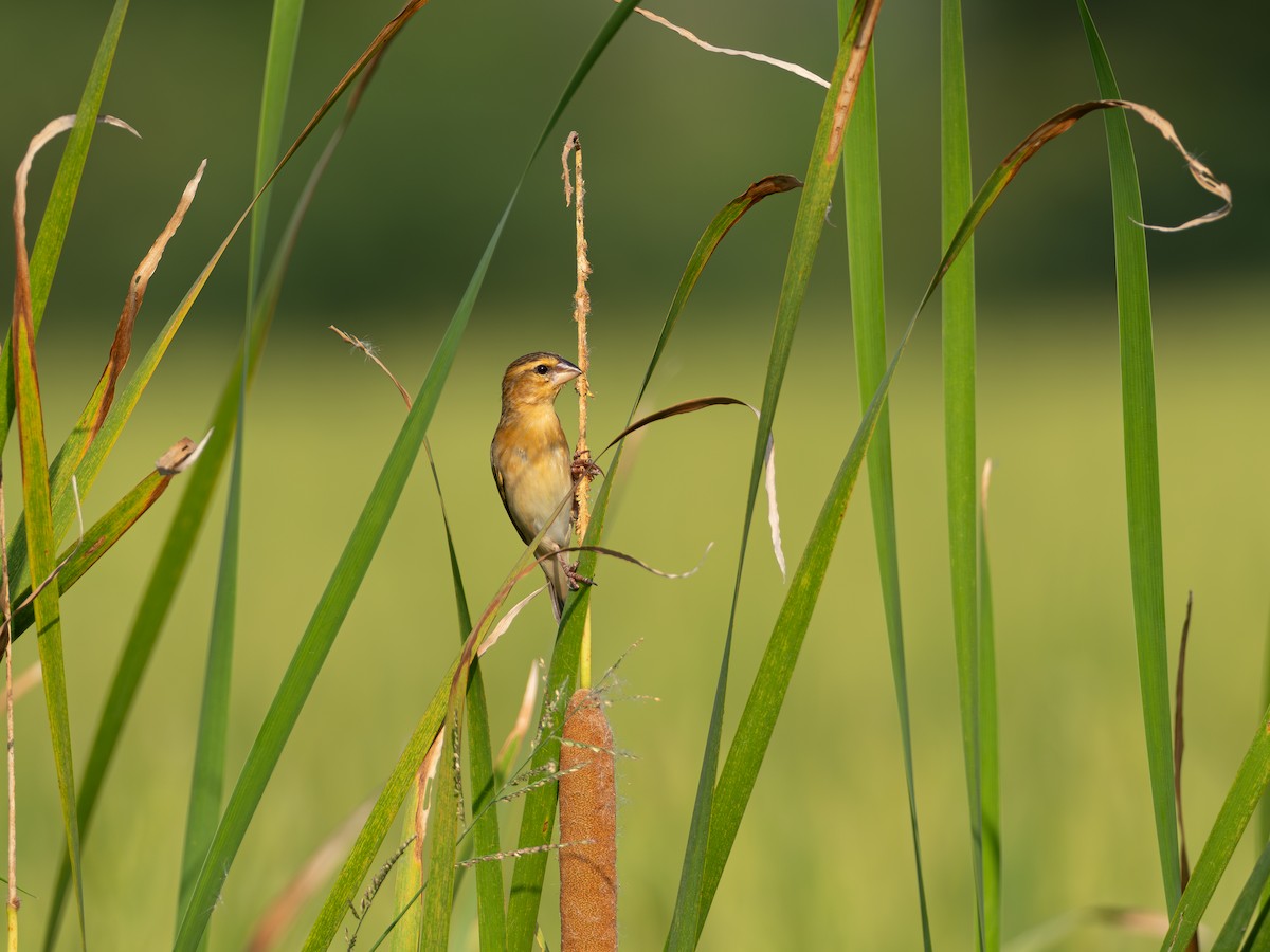 Tejedor Dorado Asiático - ML646603056